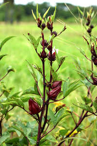 木槿花或蔷薇果实木槿花