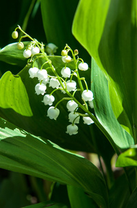 山谷的百合花