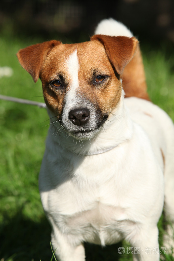 好的杰克罗素梗犬看着你
