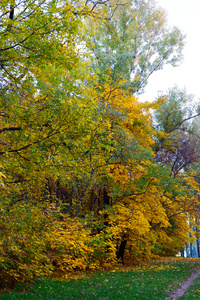 秋天的风景。在秋天的公园
