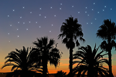 棕榈树和星星