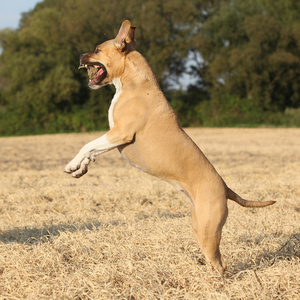 美国斯塔福郡梗犬跳