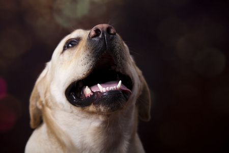 拉布拉多猎犬的狗