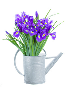 浇水罐里的蓝色 irise 花