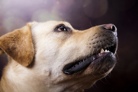 拉布拉多猎犬的狗