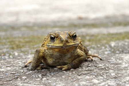 黄色的蟾蜍图片