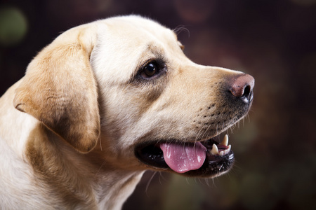 拉布拉多猎犬的狗