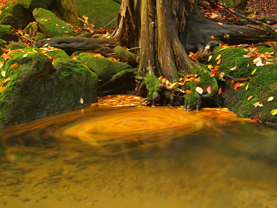 惠而浦与多彩的秋天叶子水位在溪岸。秋叶从枫木或阿斯彭树上长满青苔的石头和入水