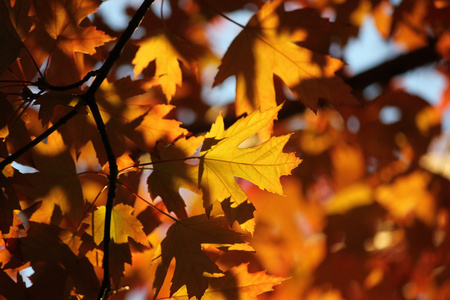秋天树木和叶子放一个丰富多彩的节目