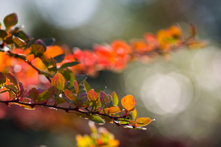 抽象背景秋天的叶子。秋天的背景