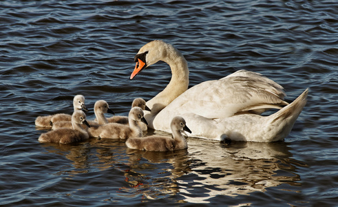 天鹅与 cygnets