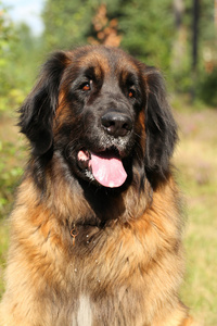 leonberger 狗