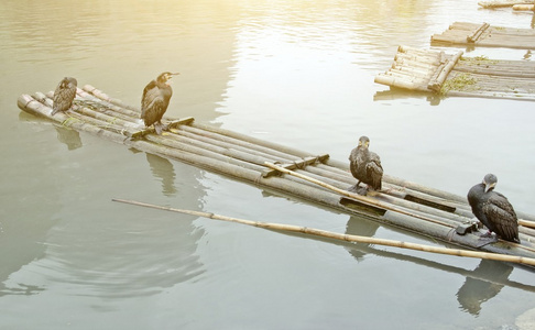 鸬鹚和竹筏照片