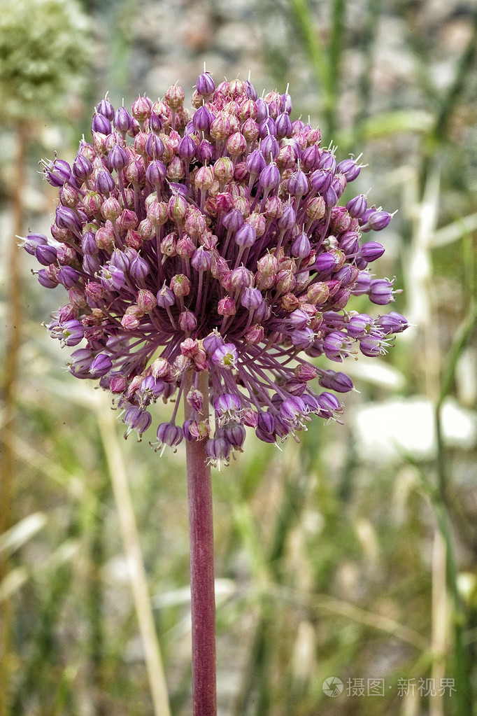 大蒜大蒜的花
