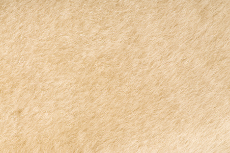 蒙眼小羊壁纸绵羊皮毛纹理特写照片