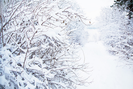 白雪皑皑的冬季风景图片