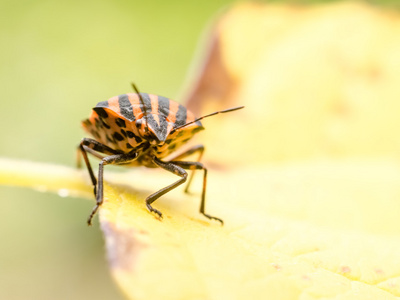 屏蔽 bug 或臭臭虫昆虫宏