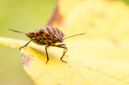 屏蔽 bug 或臭臭虫昆虫宏