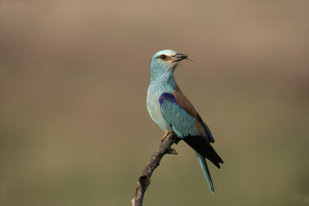 欧洲滚子，coracias 松