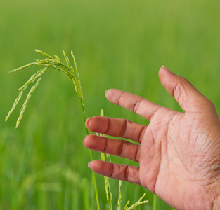 手触摸绿色水稻叶