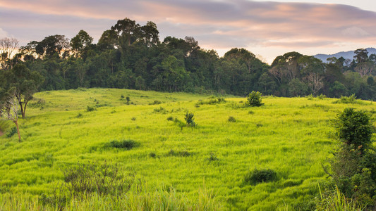 绿色的草地，考艾国家公园泰国