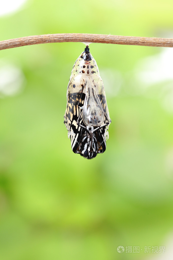 蝴蝶变化形式蚕蛹