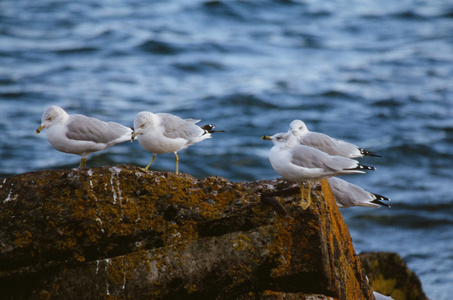 ringbilled 鸥撤退