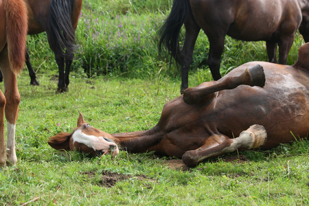 快乐的马在草地上打滚照片