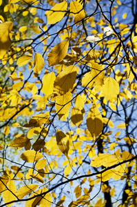 秋天的落叶，在树枝上
