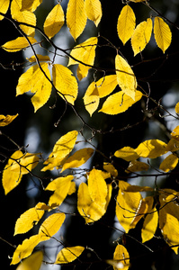 秋天的落叶，在树枝上