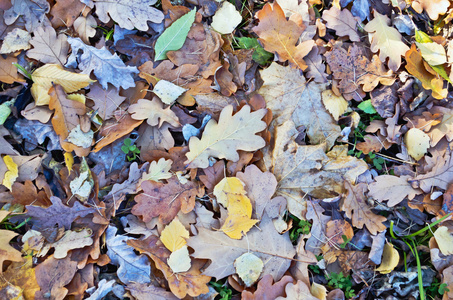 多彩色秋天的树叶