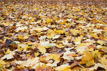 黄色秋天的树叶