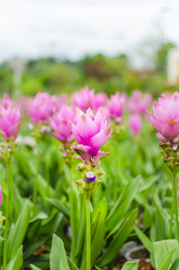 暹罗郁金香花