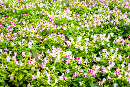 在湄 fah 銮花园，美丽的花朵在 doi 上找到董 泰国