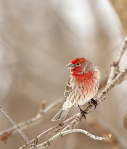 家朱雀，carpodacus mexicanus