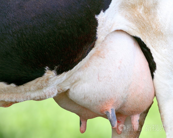 荷斯坦母牛乳房的细节