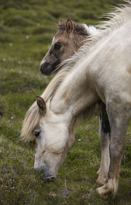 冰岛马吃草和小马