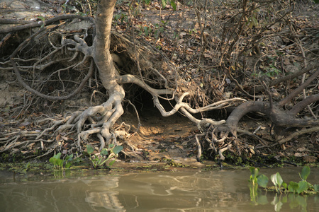 巨人河獭，pteronura 巴西