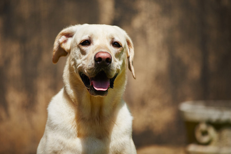 拉布拉多犬