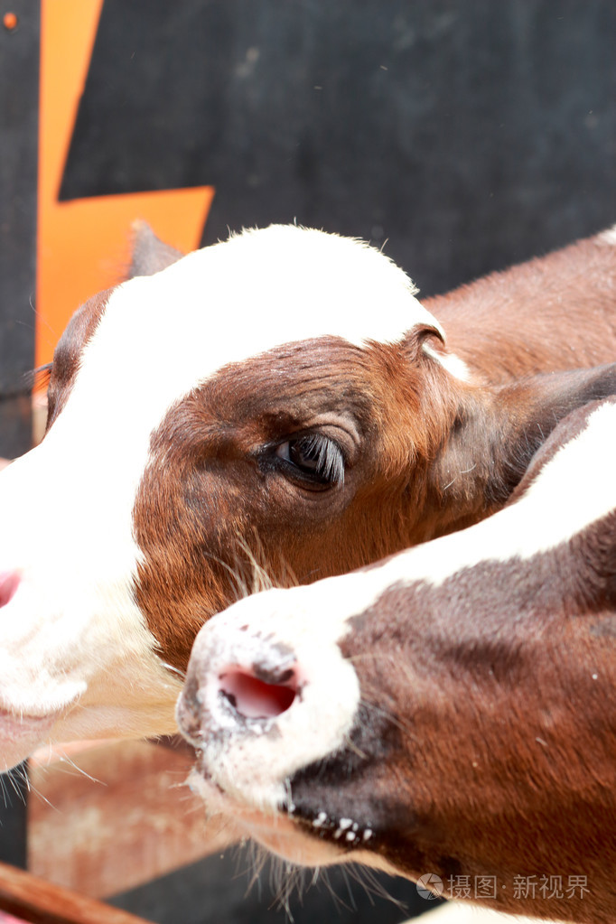 喝牛奶的小公牛