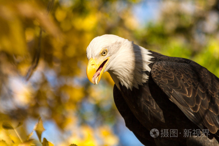 美国的秃头鹰