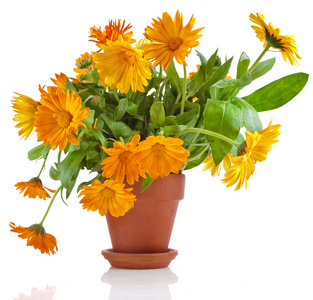 束美丽的花金盏菊在陶瓷花盆里照片