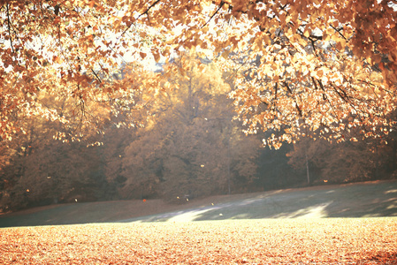 梦幻般的形象的美丽秋天的树林