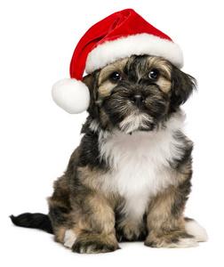 可爱的圣诞老人帽子圣诞节哈巴狗并列第 10 小狗