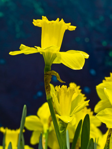 黄水仙花花