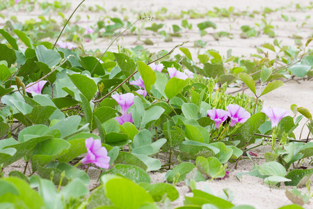 Ipomoea 