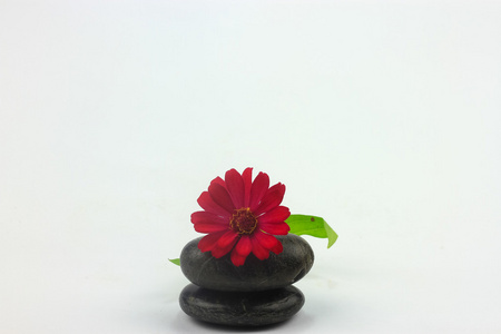红的花，在白色的背景分离的石头