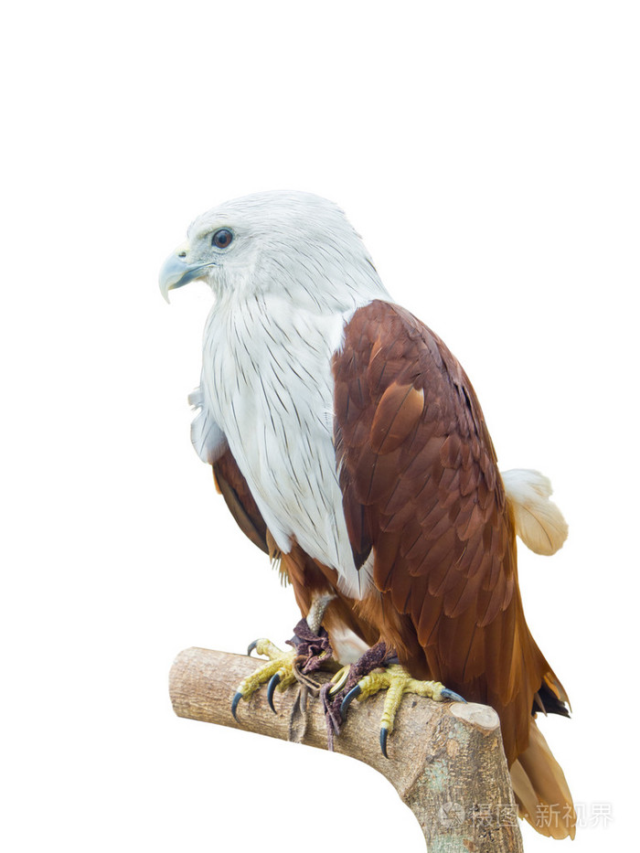 孤立的白色背景上的红鹰