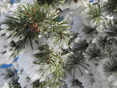 针叶树覆盖着雪的冬天风景