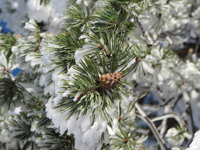 针叶树覆盖着雪的冬天风景